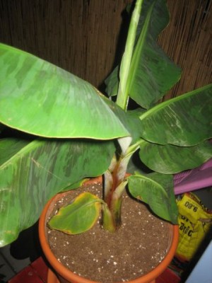 Musa bananarama